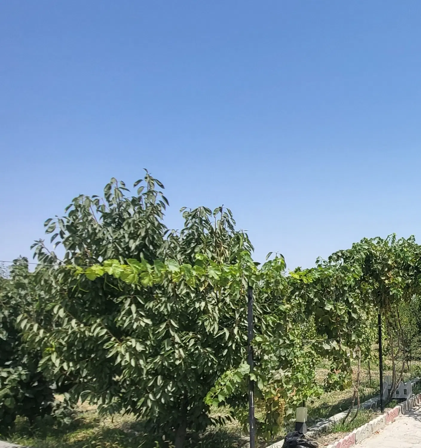 ویلا باغ لوکس