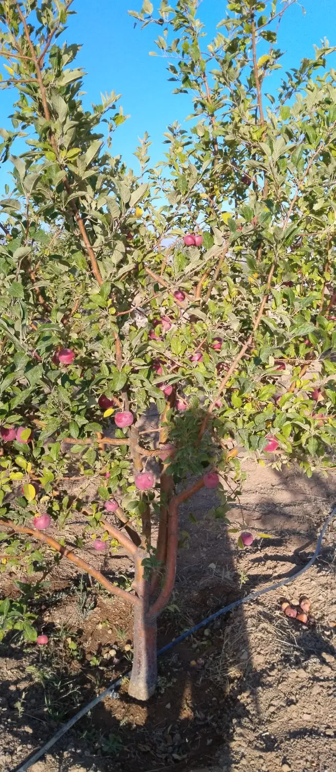 باغ در باغ شهر پردیس