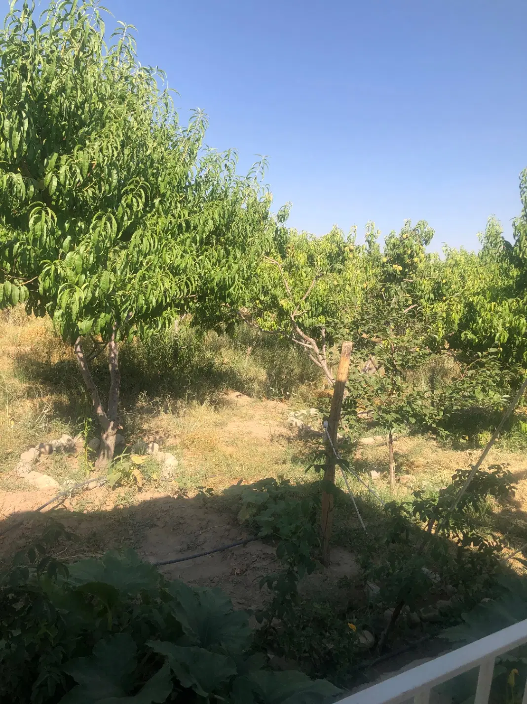 باغ ویلا۶۰۶مترنقلی