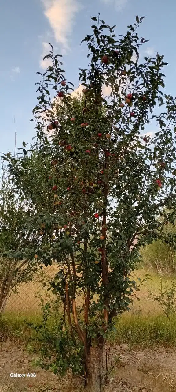 باغچه