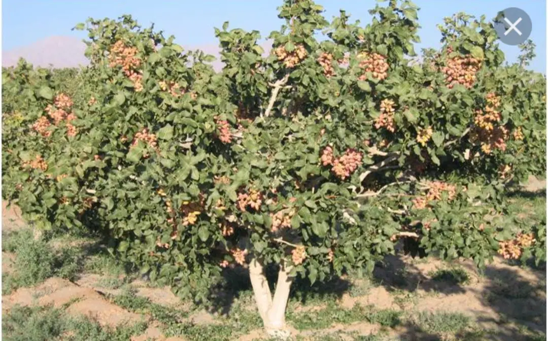باغ پسته