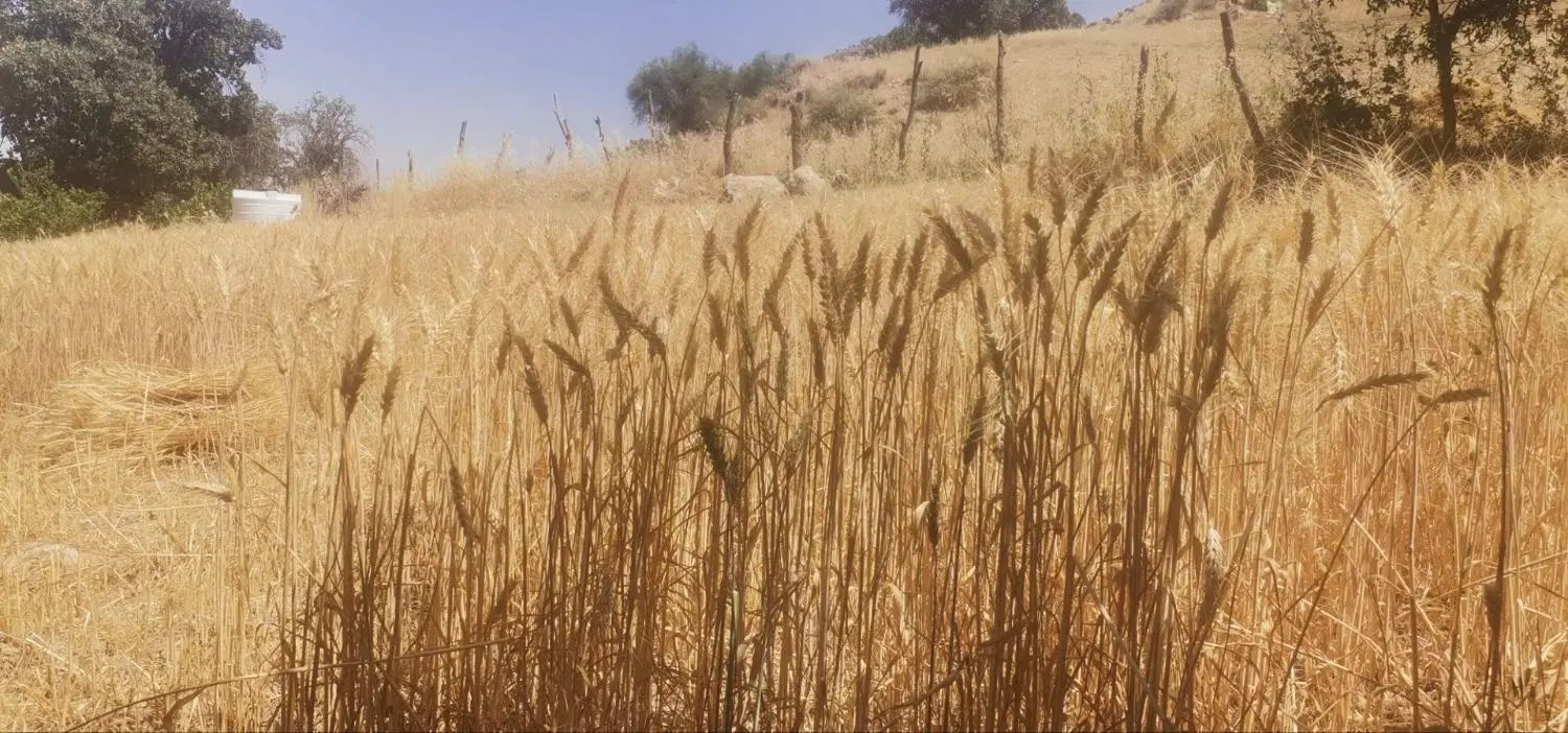 زمین فاز ۳ابشورک