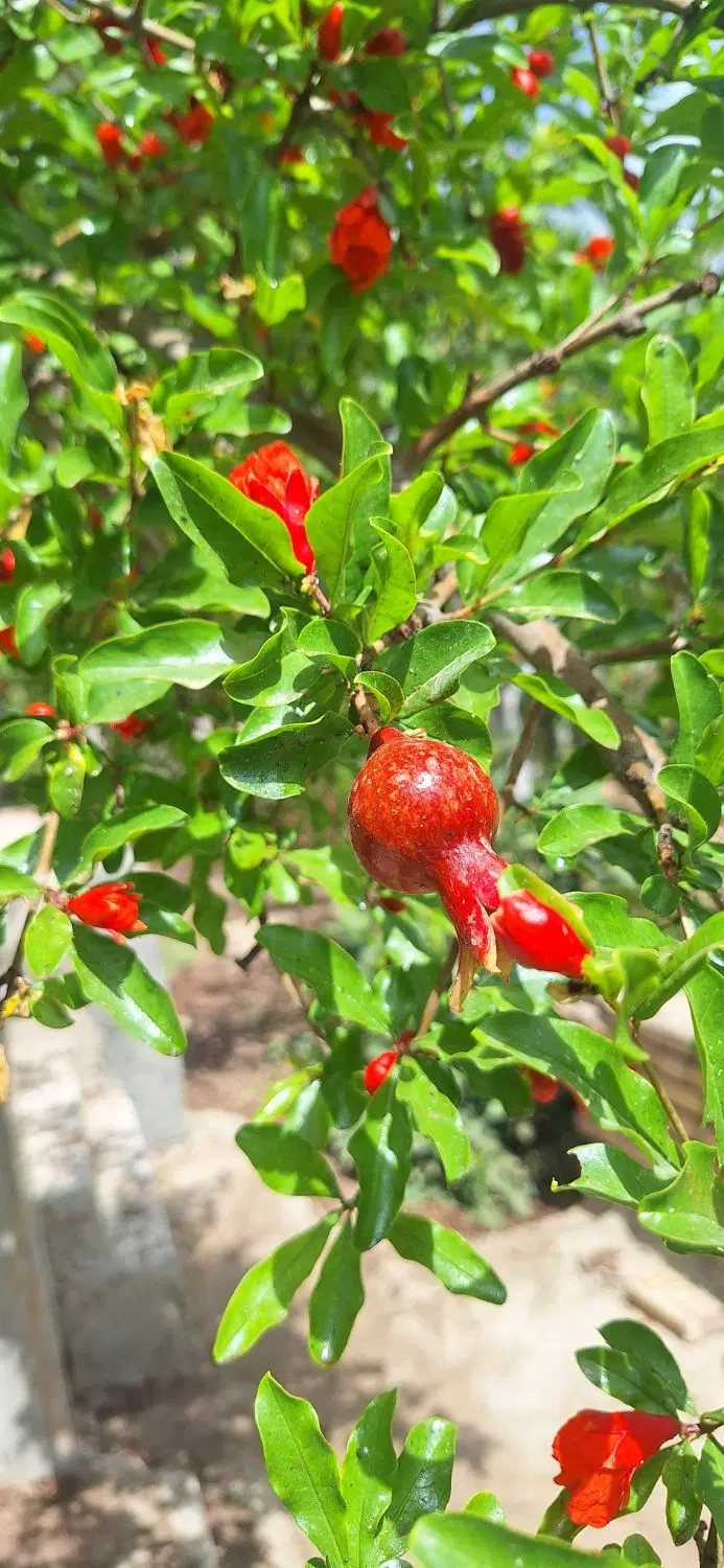 خانه باغ