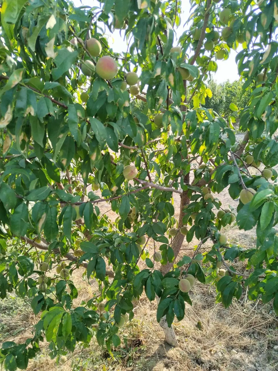 چهاردیواری دو بر ملارد ویلای جنوبی 2760 متر
