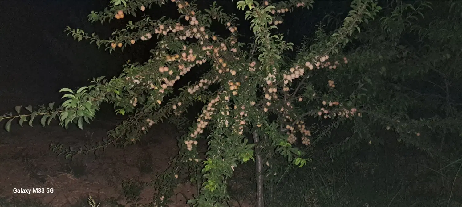 باغ حسن آباد