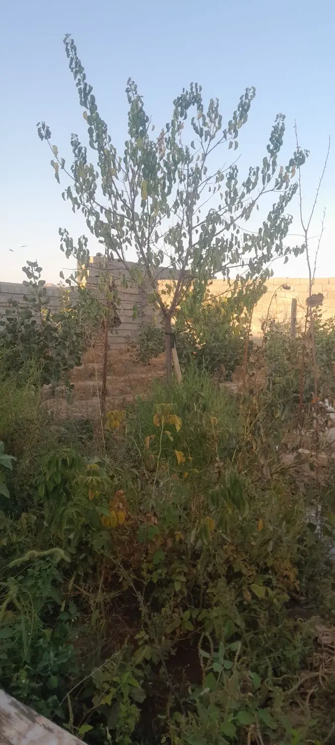 باغ ویلا روستای برزش آباد