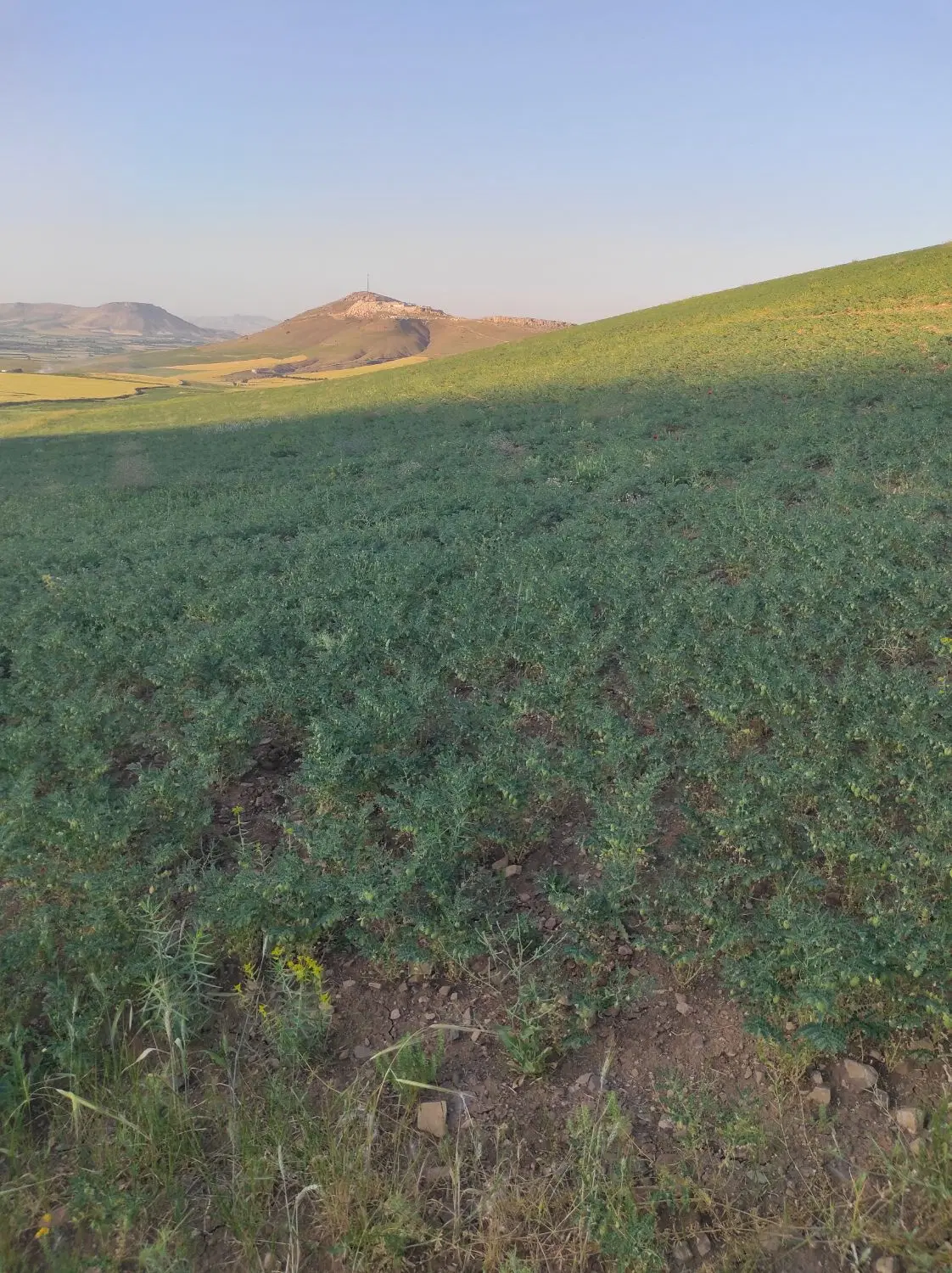 زمین کشاورزی درقاروا چکوله
