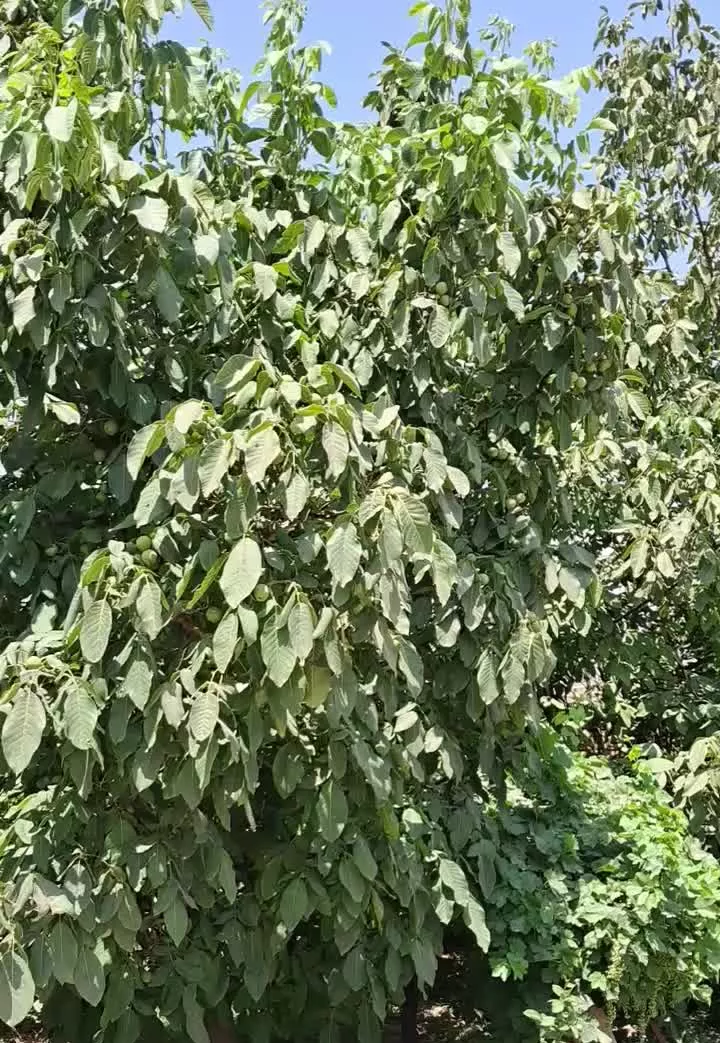 خانه باغ ویلایی لاکچری