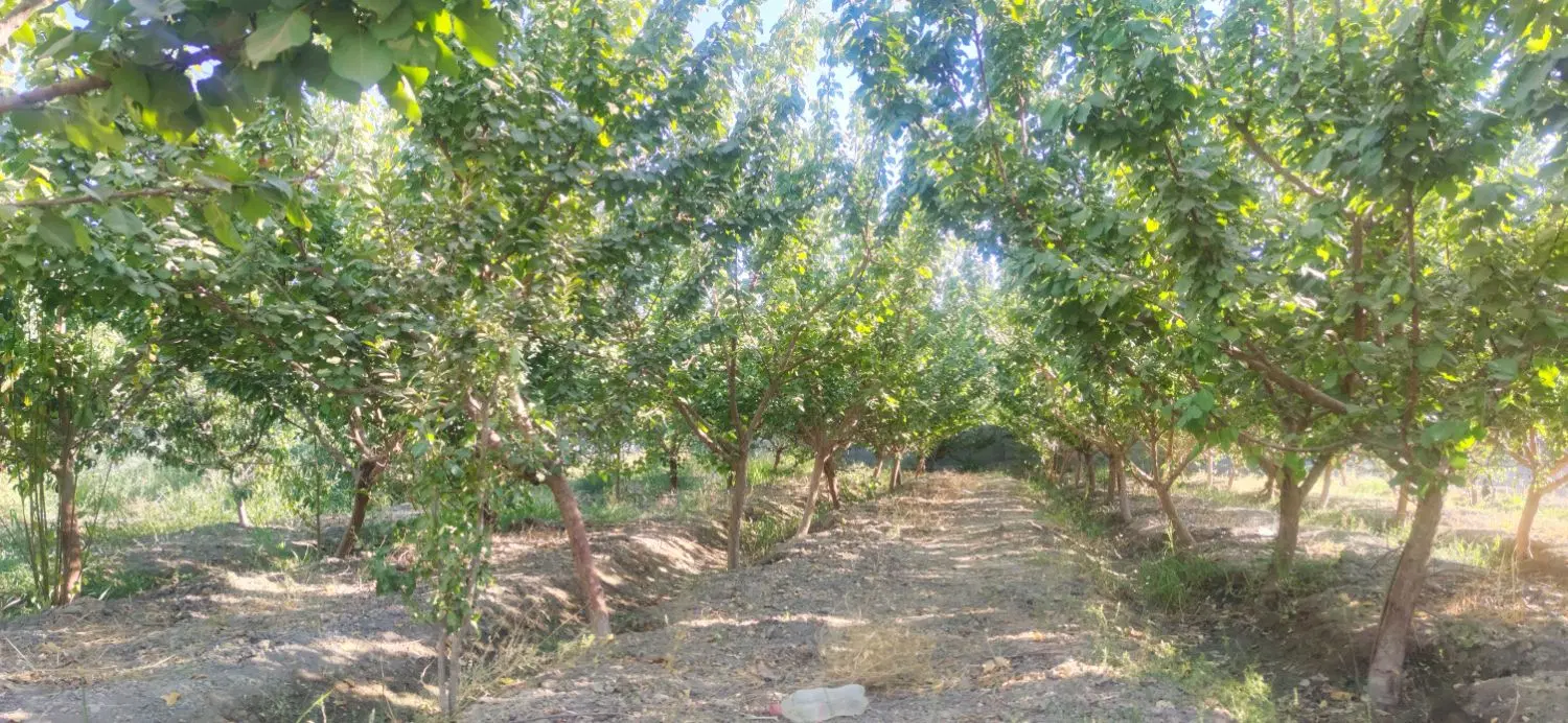 باغ ۱۰۰۰ متری در بهترین لوکیشن روستای برکان