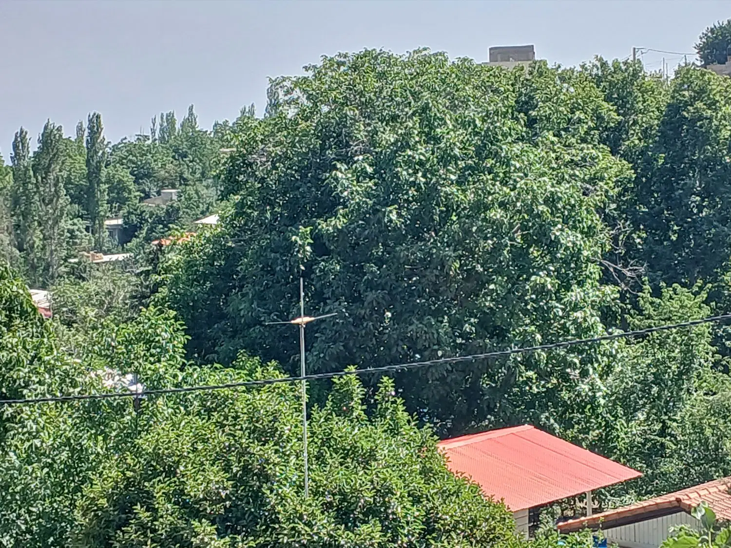۴۸۰ متر باغ مثمر در فشند