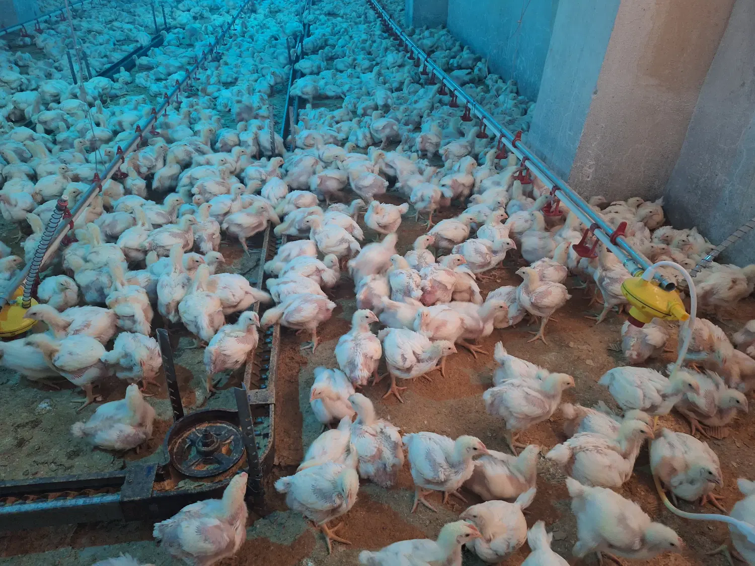 فروش مرغداری گوشتی