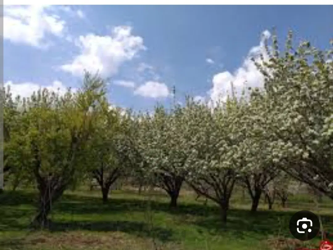 باغ انگور و میوه