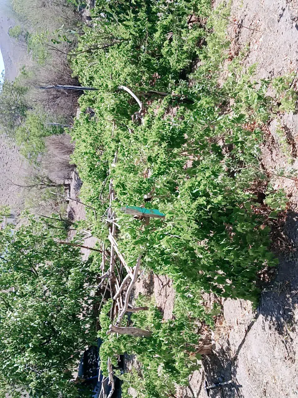 ویلا باغ سلیمانیه