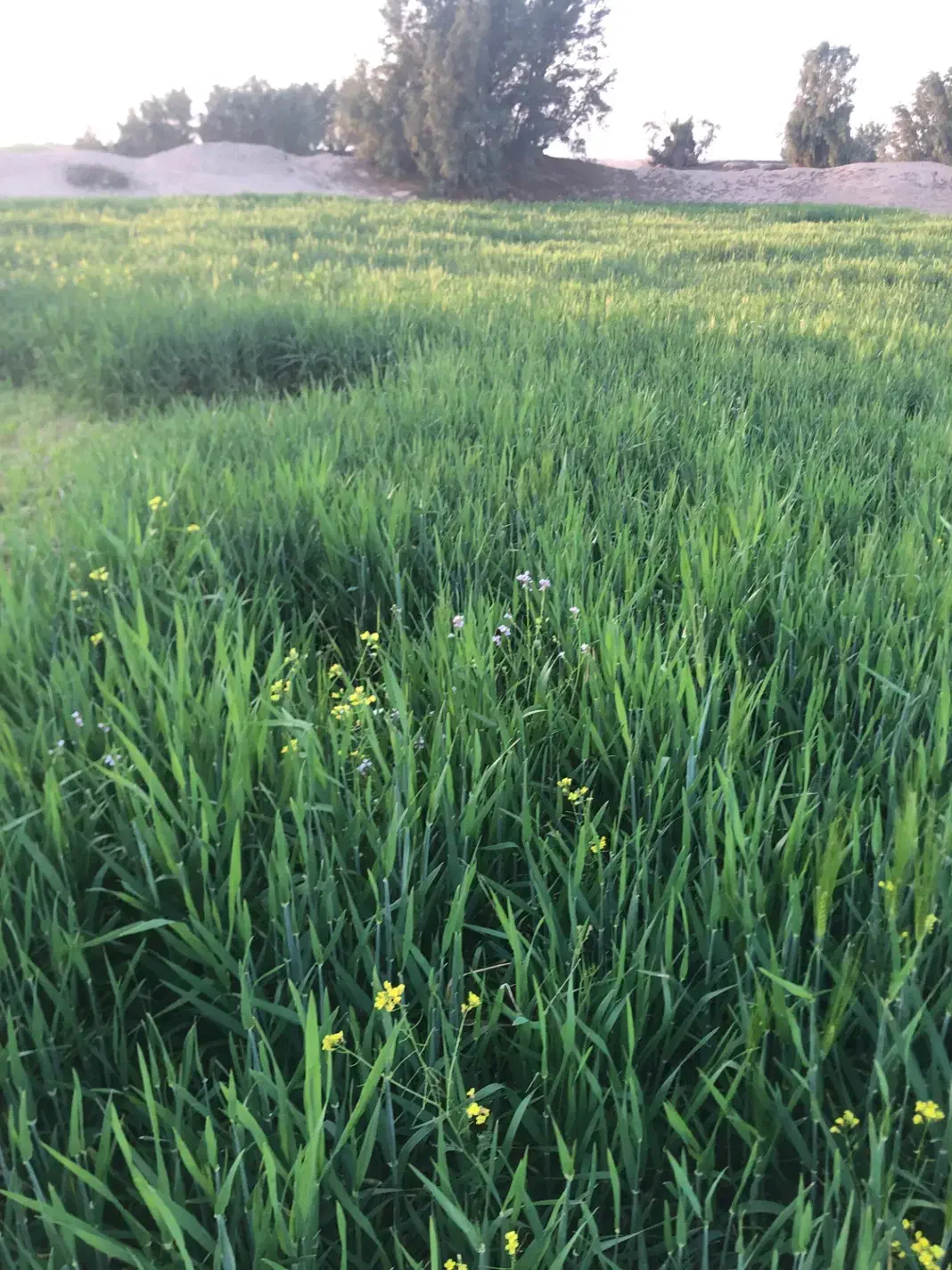 فروش زمین داکر