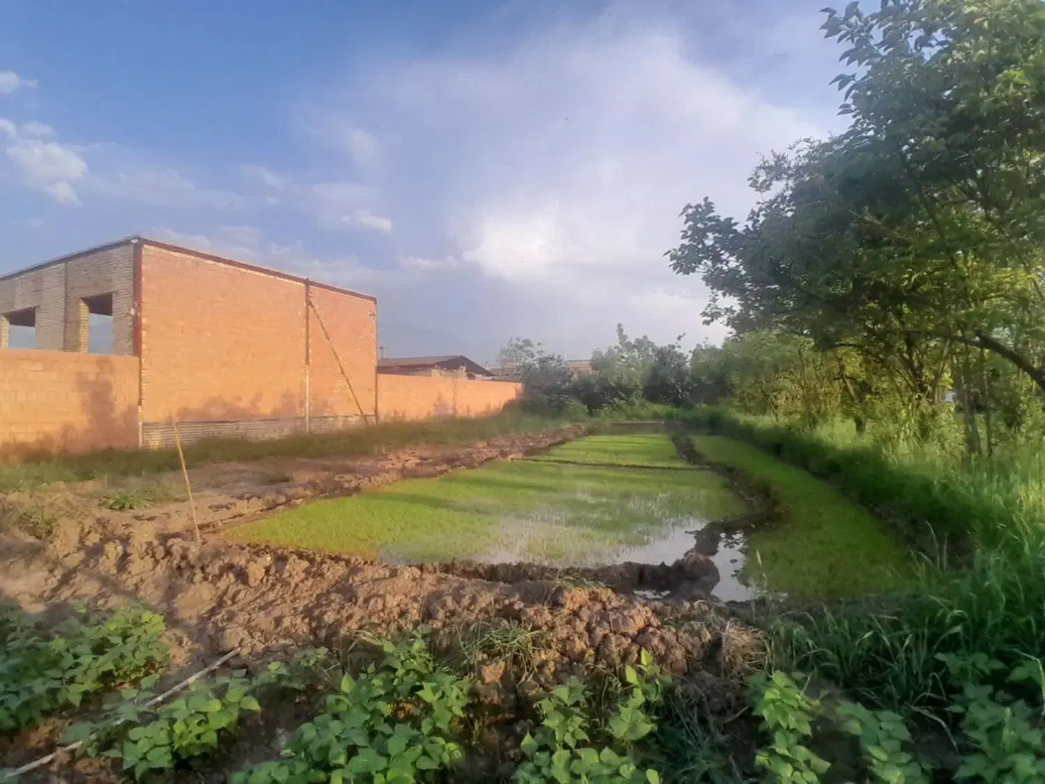 زمین کشاورزی