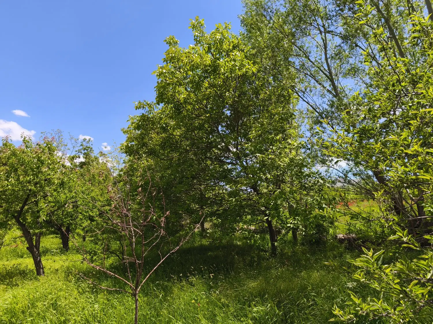 باغ در روستای اژدهاتو