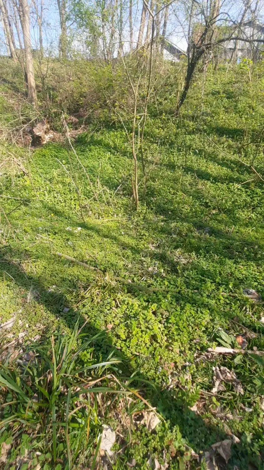 اجاره زمین باغی