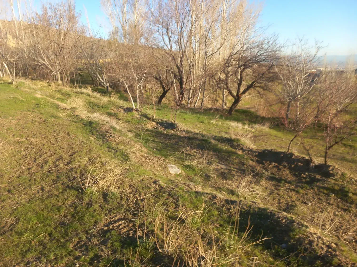 فروش باغ ویلا بالاتر از روستای چشین