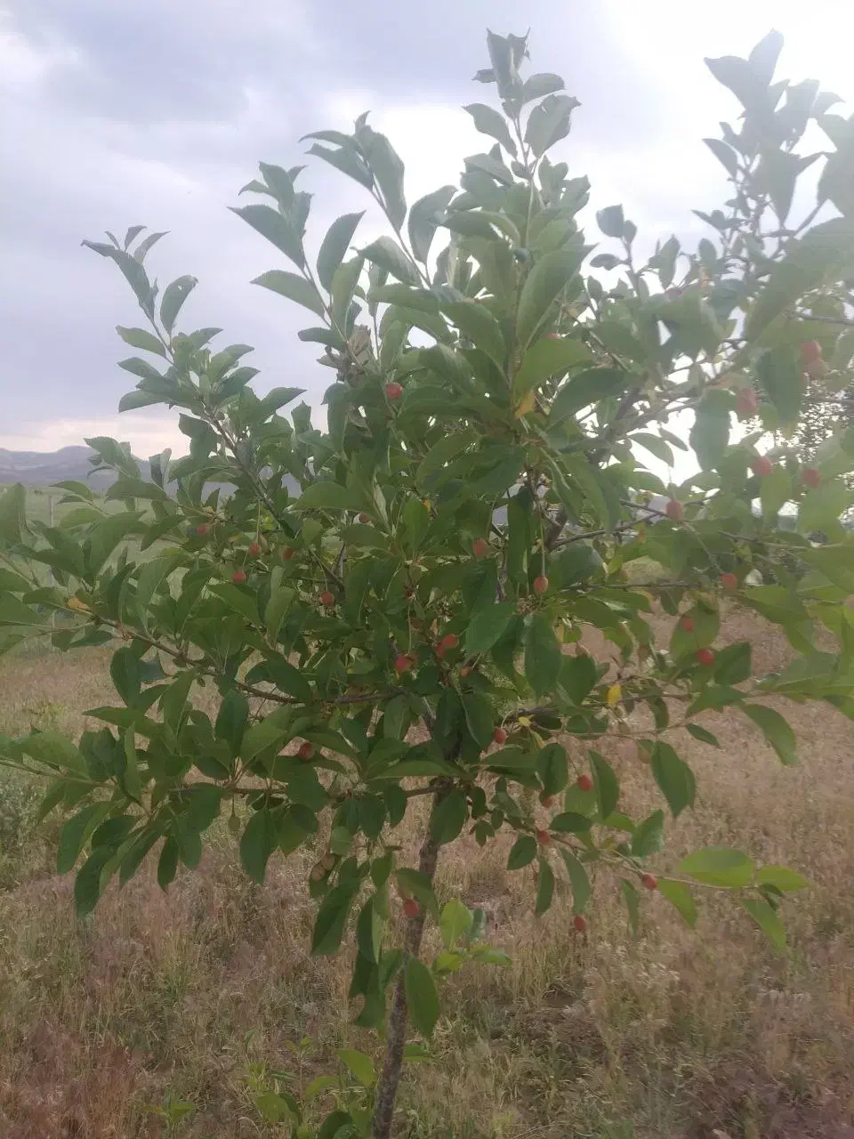 باغ روستای کزنار