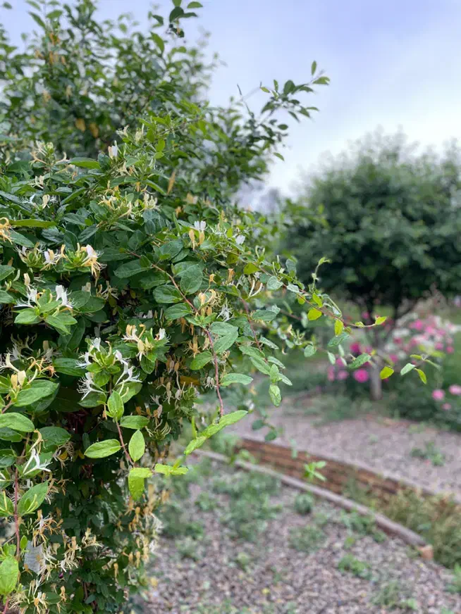قطعات باغی(مجموعه باغی نگین)