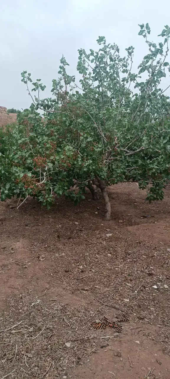 ویلایی 1.500 متری روستای باغشیخ
