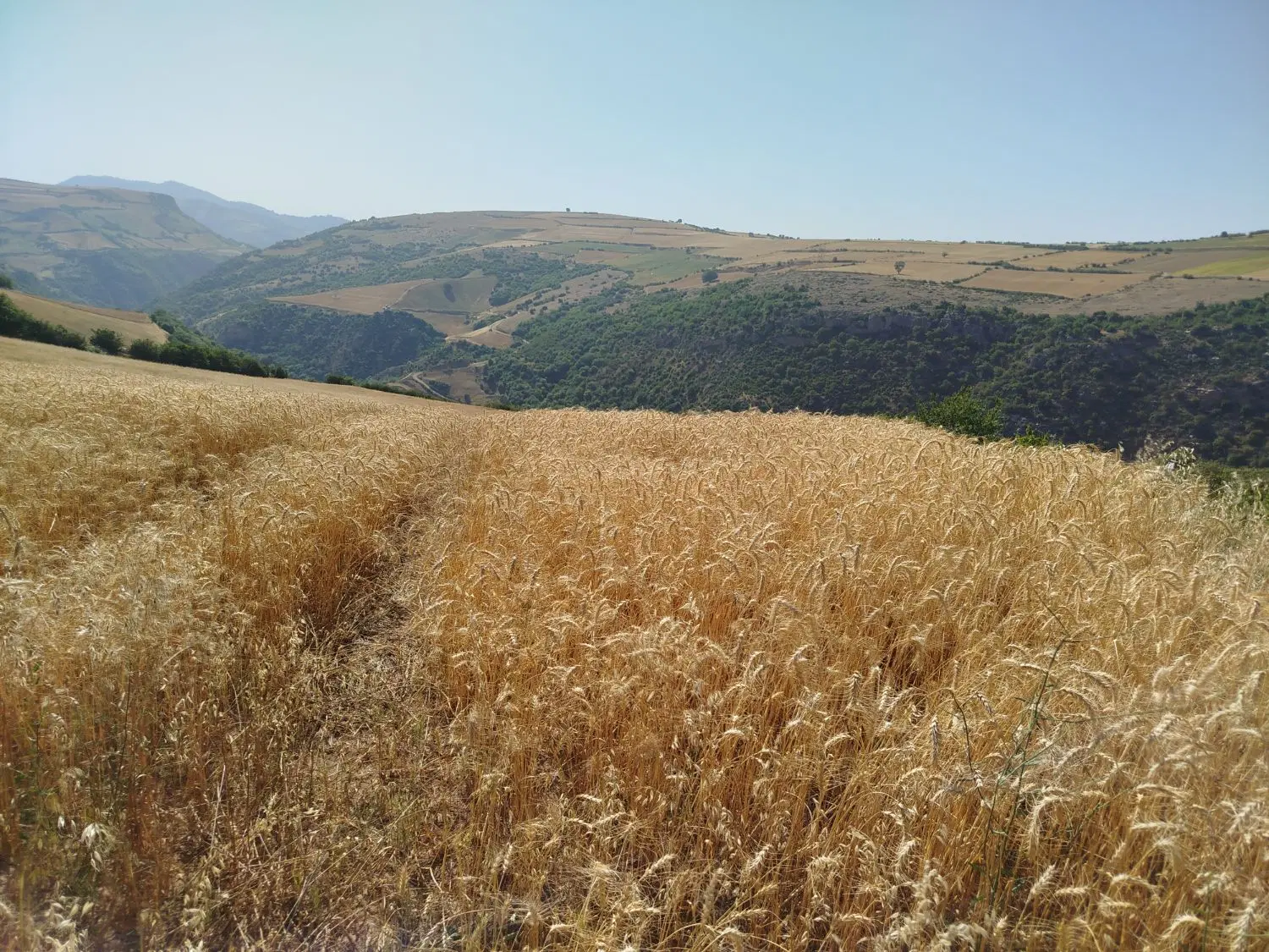 فروش کاه