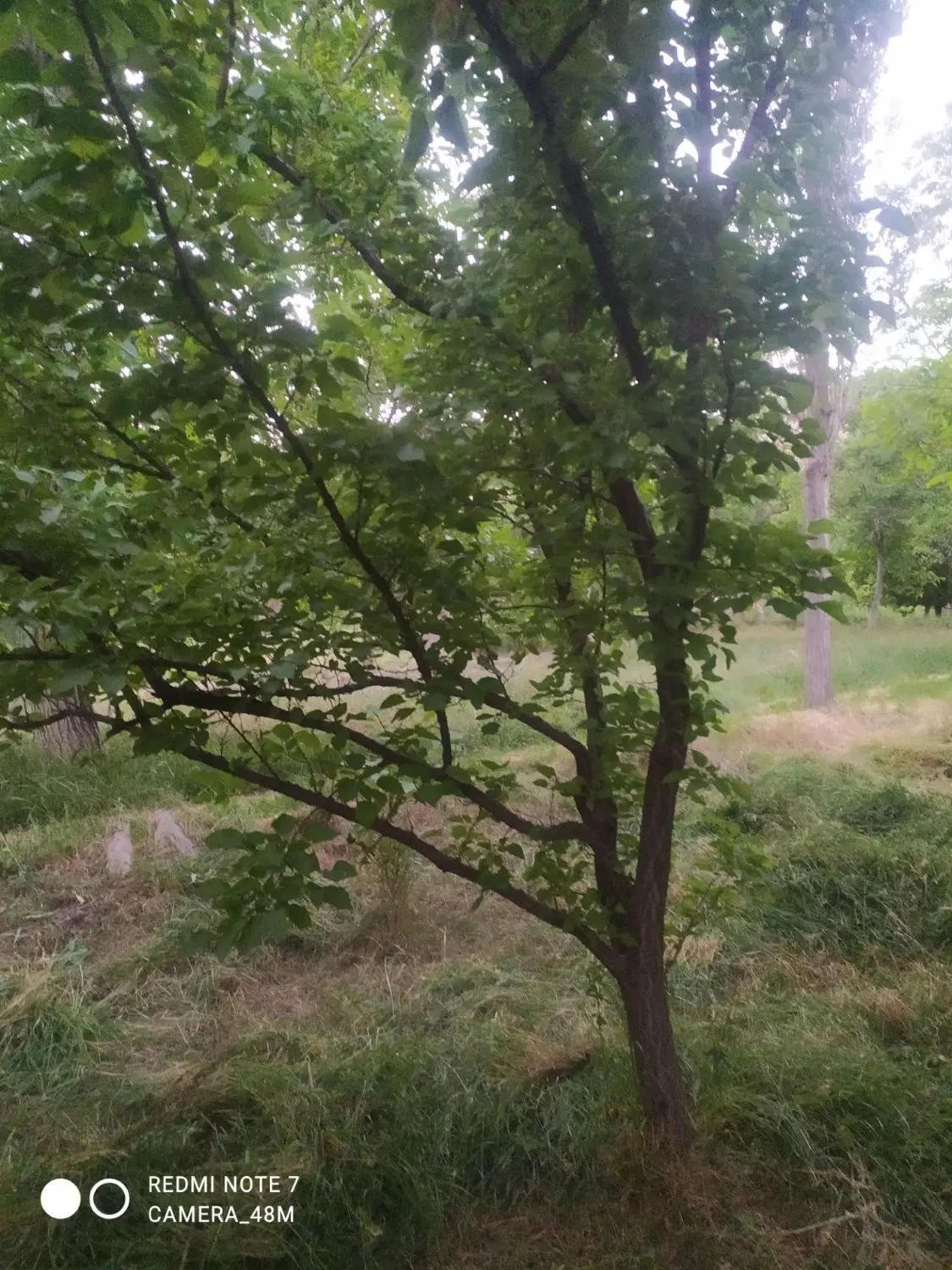 باغ فروشی حدود۳من تکه ای از بهشت روستای بیدواز