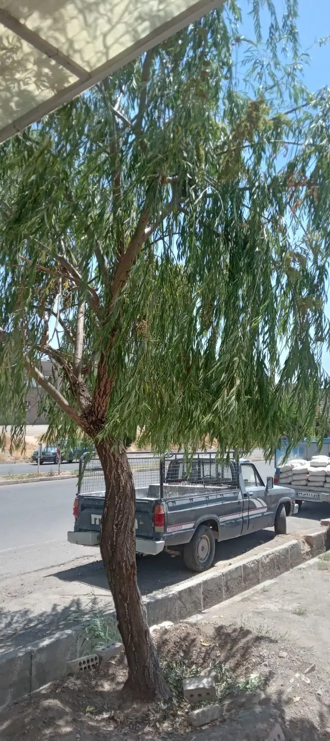 زمین روستایی کلنگی ۲۵ کیلومتری جاده دندی