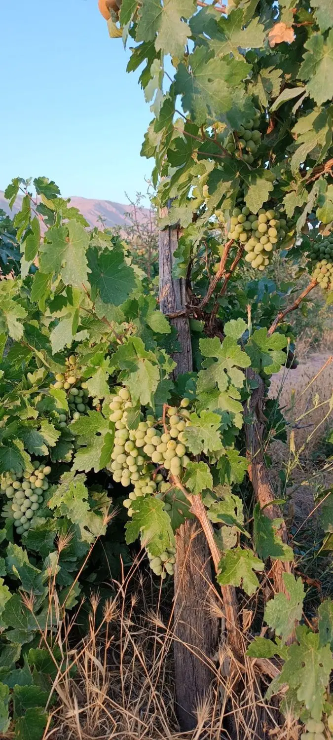 باغ