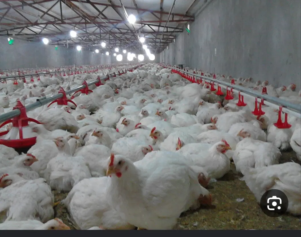 فروش مرغداری صنعتی