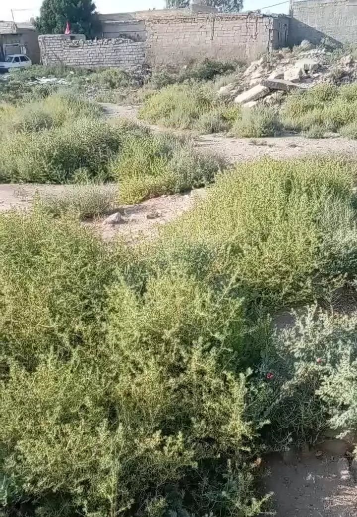 سوسنگرمالکیه وسطی