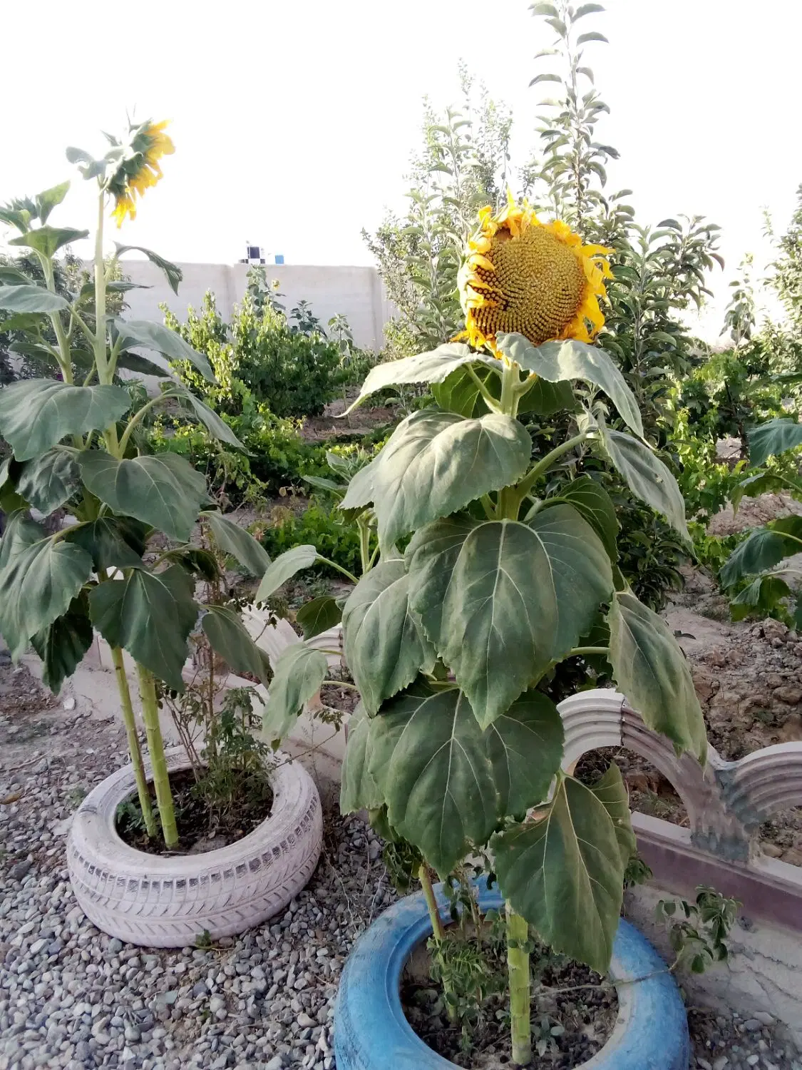 باغچه600متری با امکانات