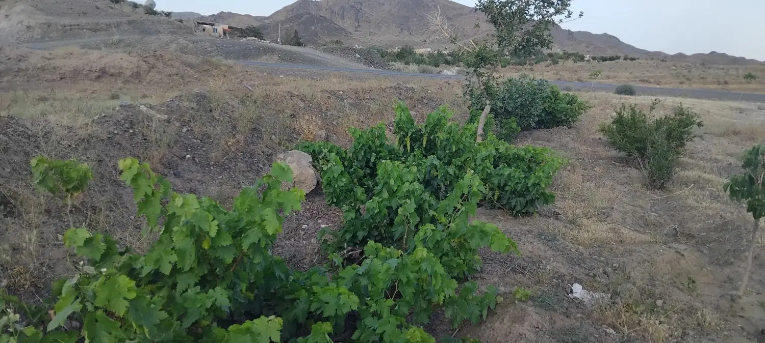 زمین و باغ در جاده رازقند