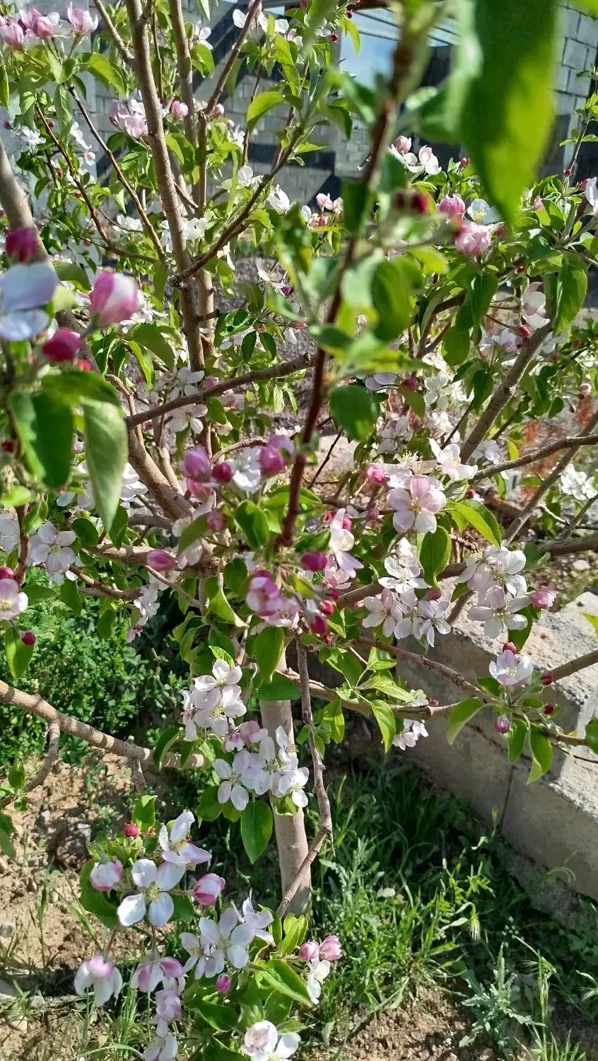 باغ ۱۰۰۰ متری با آب و برق معاوضه با خودرو