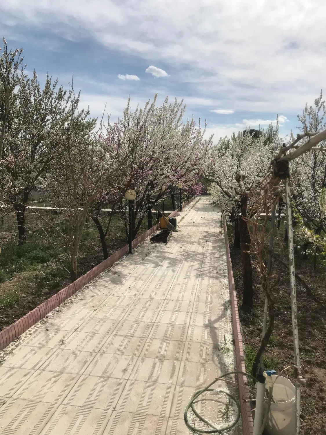 باغ در سردرود(کوی پارسیان)