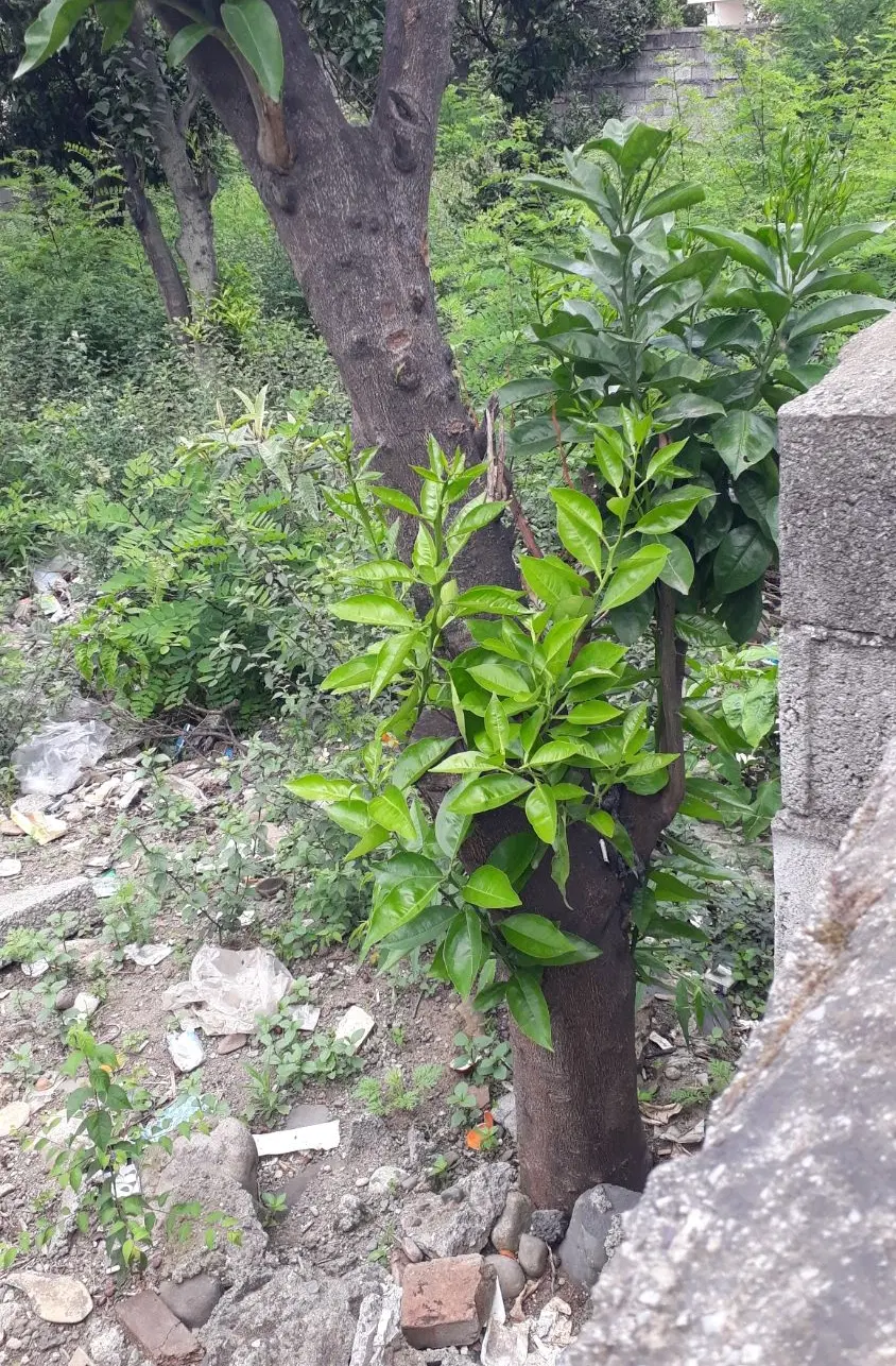 ۲۶۰ متر زمین تجاری مسکونی