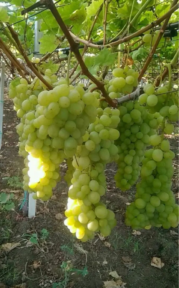 اجاره باغ انگور