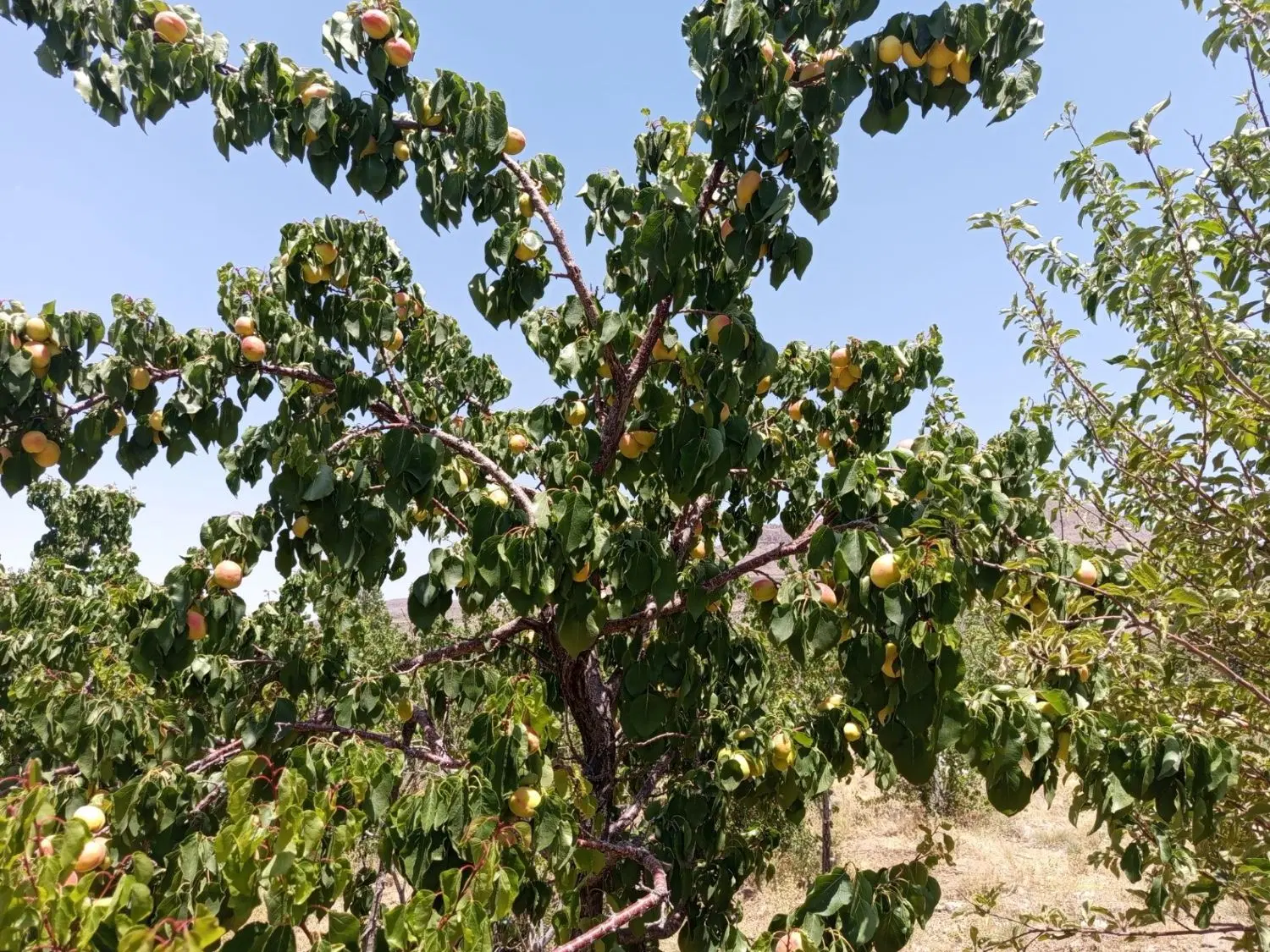 زمین گوغر