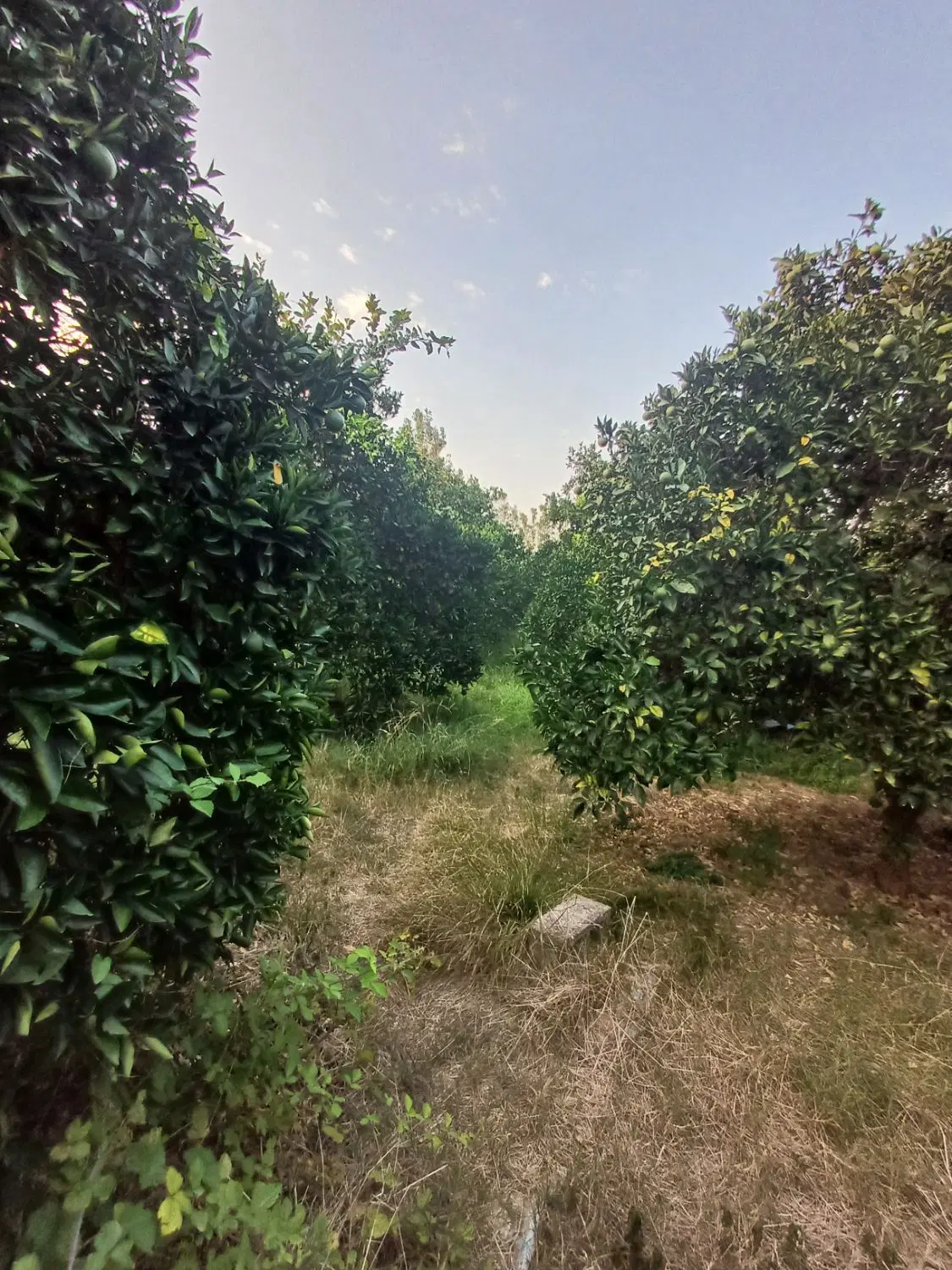 خانه سرا