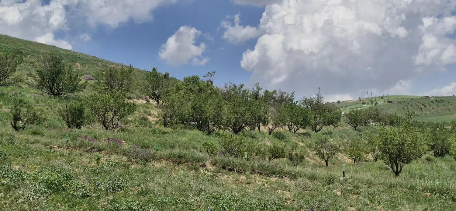زمین فروشی درروستای زرشک قزوین