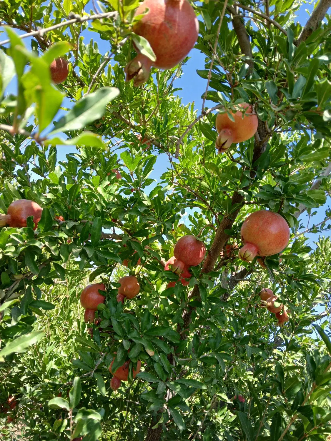 3 هکتار باغ و زمین خالی