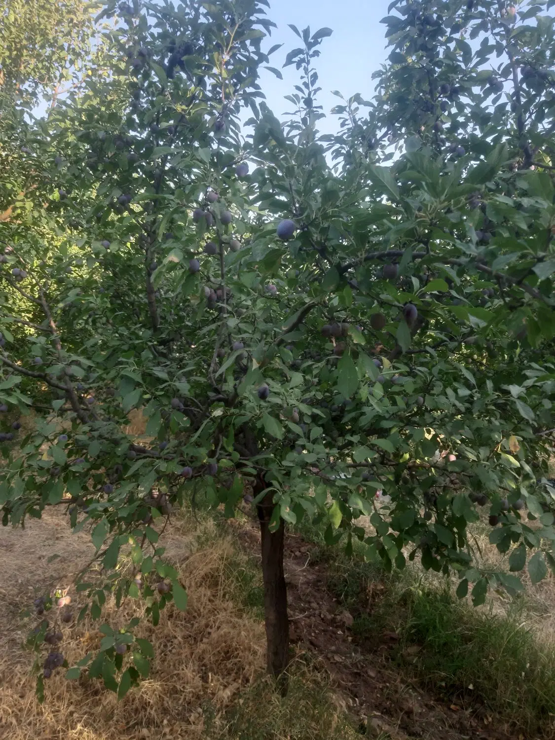 باغ سند دار چاه بلند