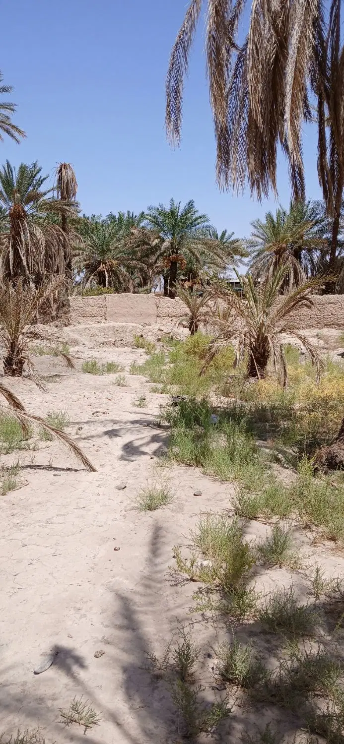 ۲۰ قصب زمین مسکونی  فروشی در اندوهجرد