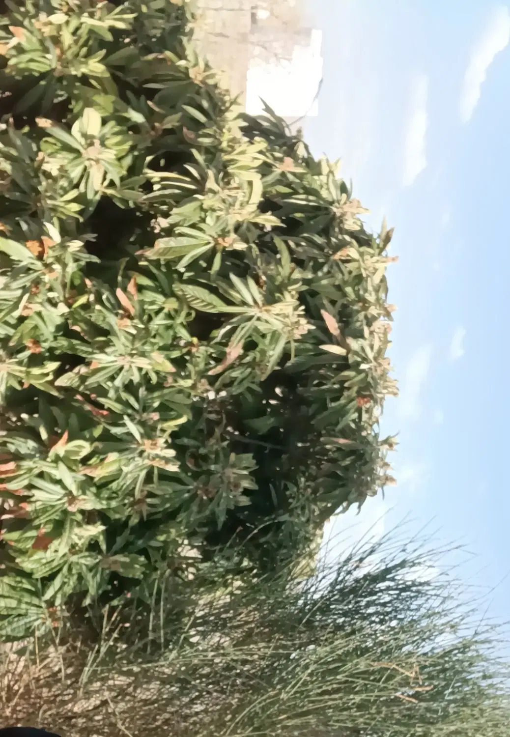 باغ خالد آباد