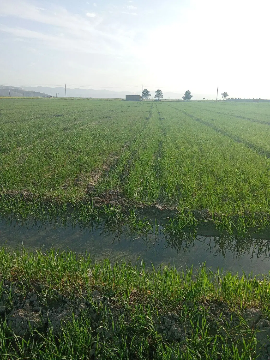 زمین کشاورزی