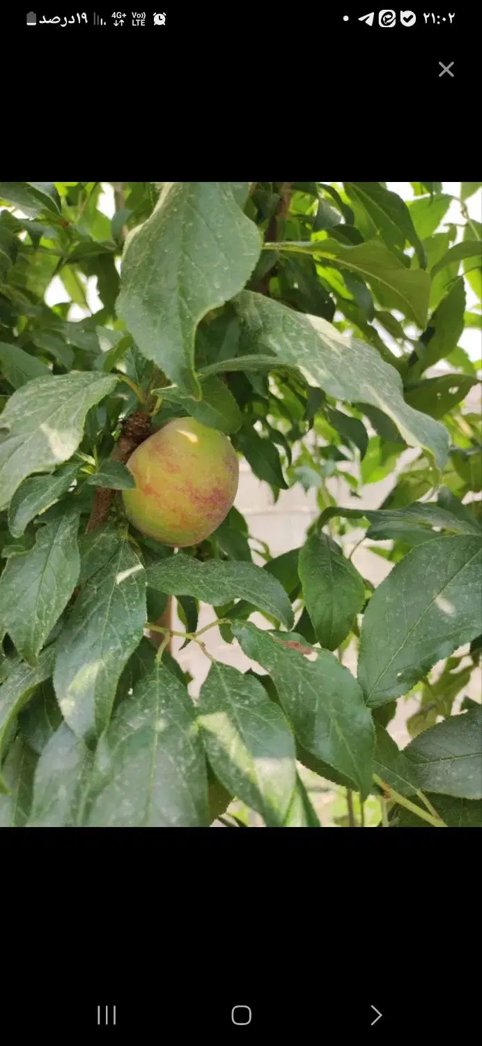 فروش باغ