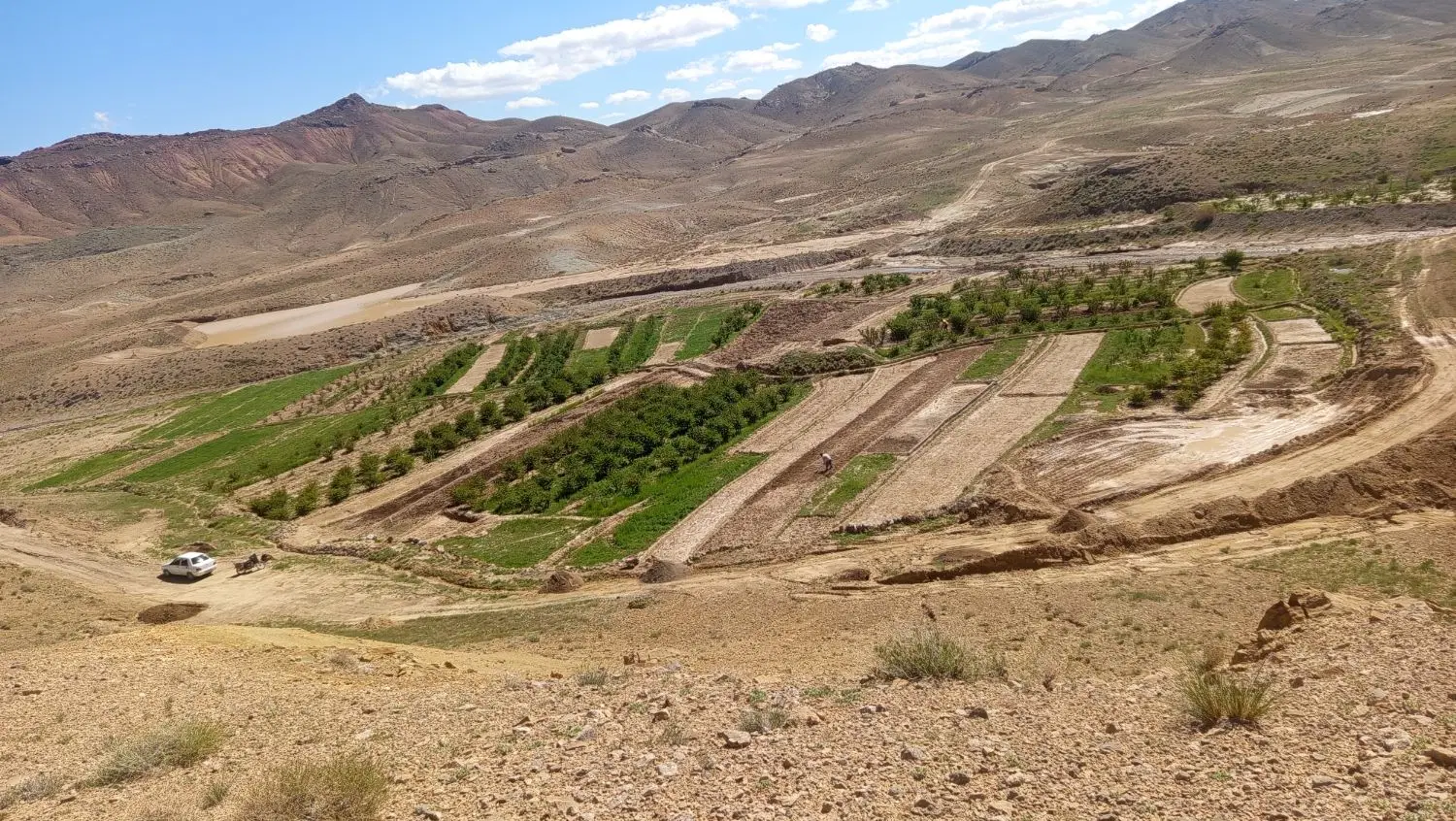 زمین کشاورزی معصوم آباد