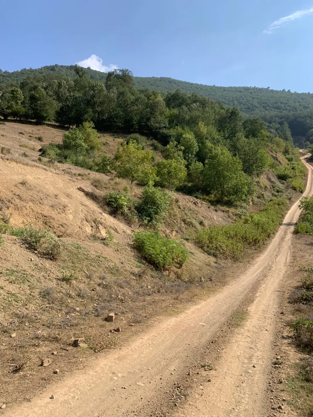 زمین باغی گردو