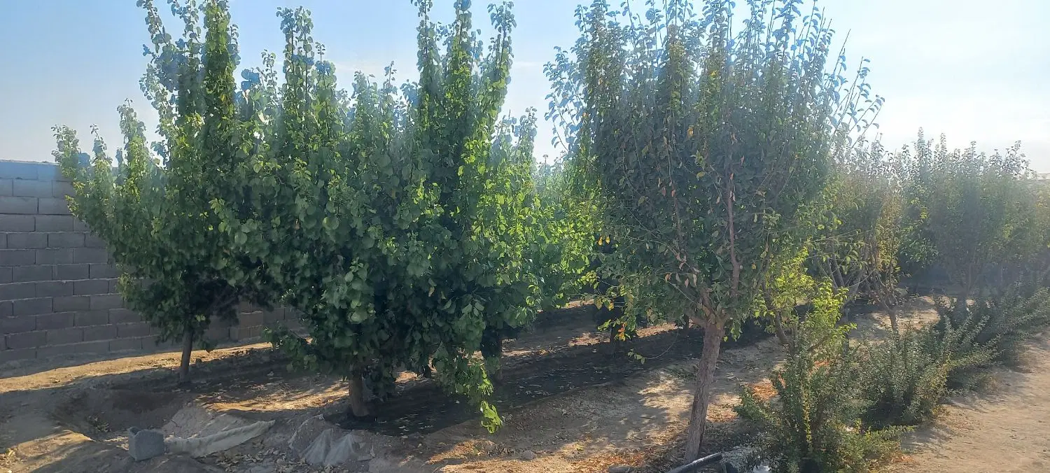 چهاردیواربران شمالی منشیان
