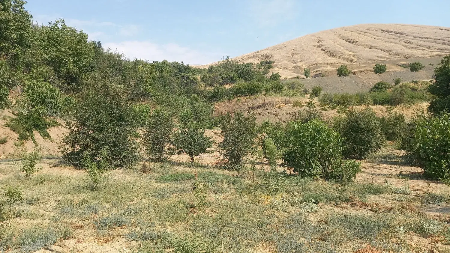 باغ کشاورزی گزنه